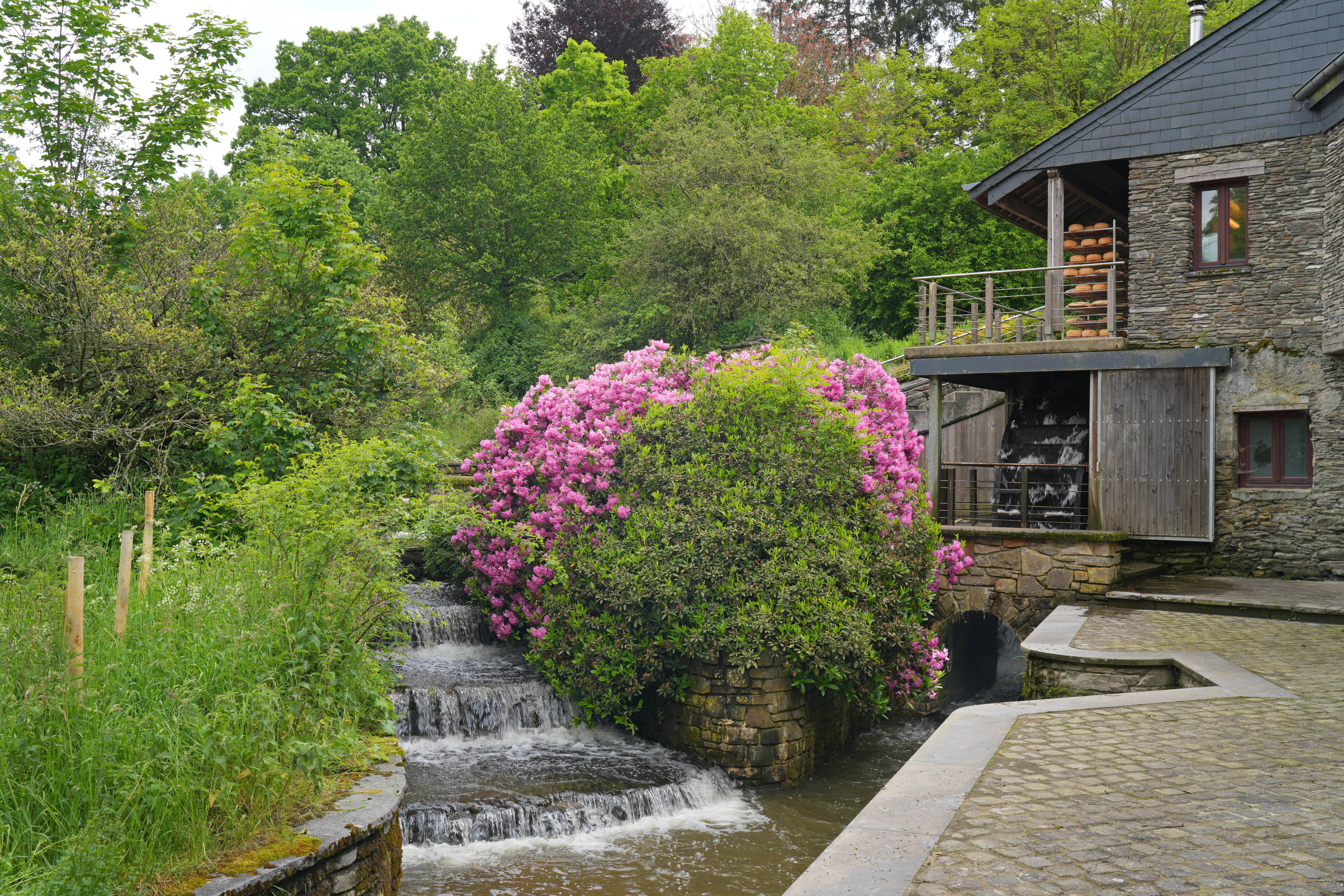 Étang et abords naturels du moulin